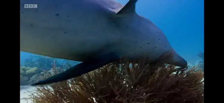 Indo-Pacific bottlenose dolphin (Tursiops aduncus) as shown in Blue Planet II - One Ocean